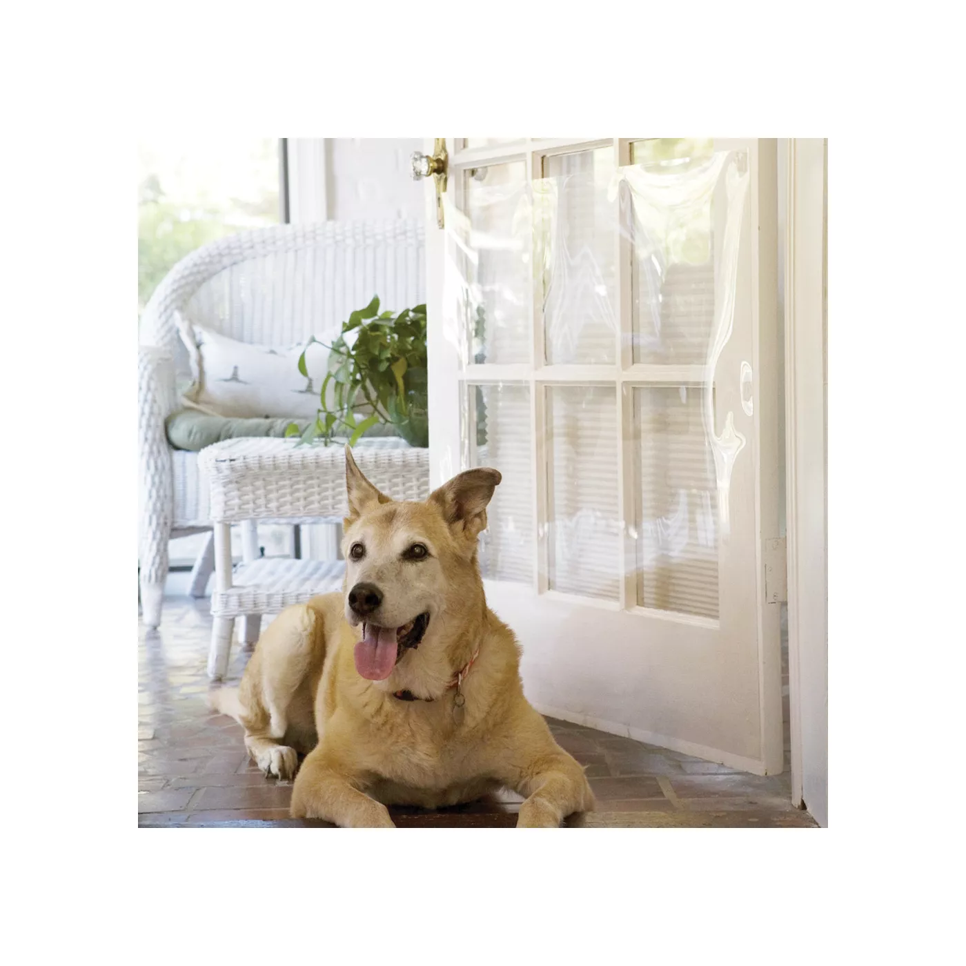 Glass door protector dog best sale