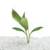 Top Fin® Anubias Congensis Live Plant image thumbnail 1