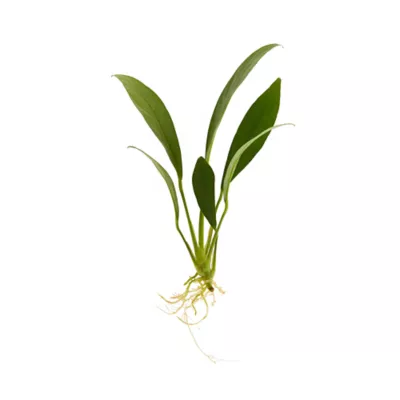 Top Fin® Anubias Congensis Live Plant - Image 2