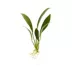 Top Fin® Anubias Congensis Live Plant image thumbnail 2