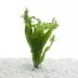 Top Fin® Windelov Live Plant image thumbnail 1