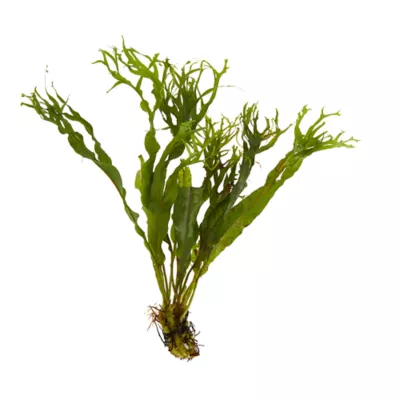 Product Top Fin® Windelov Live Plant