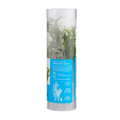 Product Top Fin® Windelov Live Plant