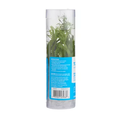 Product Top Fin® Windelov Live Plant