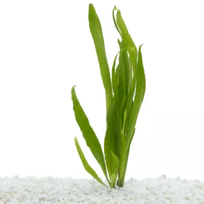 Product Top Fin® Windelov Live Plant