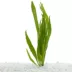 Top Fin® Narrow Leaf Fern Live Plant image thumbnail 1