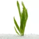 Product Top Fin® Windelov Live Plant