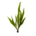 Top Fin® Narrow Leaf Fern Live Plant image thumbnail 2