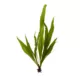 Product Top Fin® Windelov Live Plant