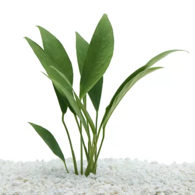 Product Top Fin® Anubias Congensis Live Plant