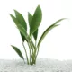 Product Top Fin® Anubias Congensis Live Plant