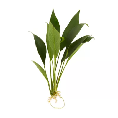 Product Top Fin® Anubias Congensis Live Plant