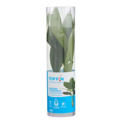 Product Top Fin® Anubias Congensis Live Plant