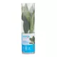 Product Top Fin® Anubias Congensis Live Plant