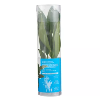 Product Top Fin® Anubias Congensis Live Plant