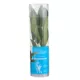 Product Top Fin® Anubias Congensis Live Plant