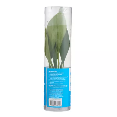 Product Top Fin® Anubias Congensis Live Plant
