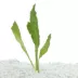 Top Fin® Compacta Amazon Live Plant image thumbnail 1