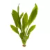 Top Fin® Compacta Amazon Live Plant image thumbnail 2