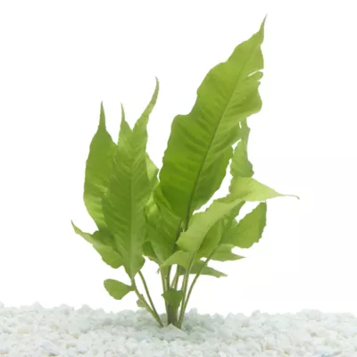 Top Fin® El Nino Fern Live Plant - Image 1