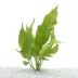 Top Fin® El Nino Fern Live Plant image thumbnail 1