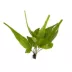 Top Fin® El Nino Fern Live Plant image thumbnail 2
