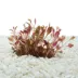 Top Fin® Cardinalis Live Plant Tissue Culture image thumbnail 1