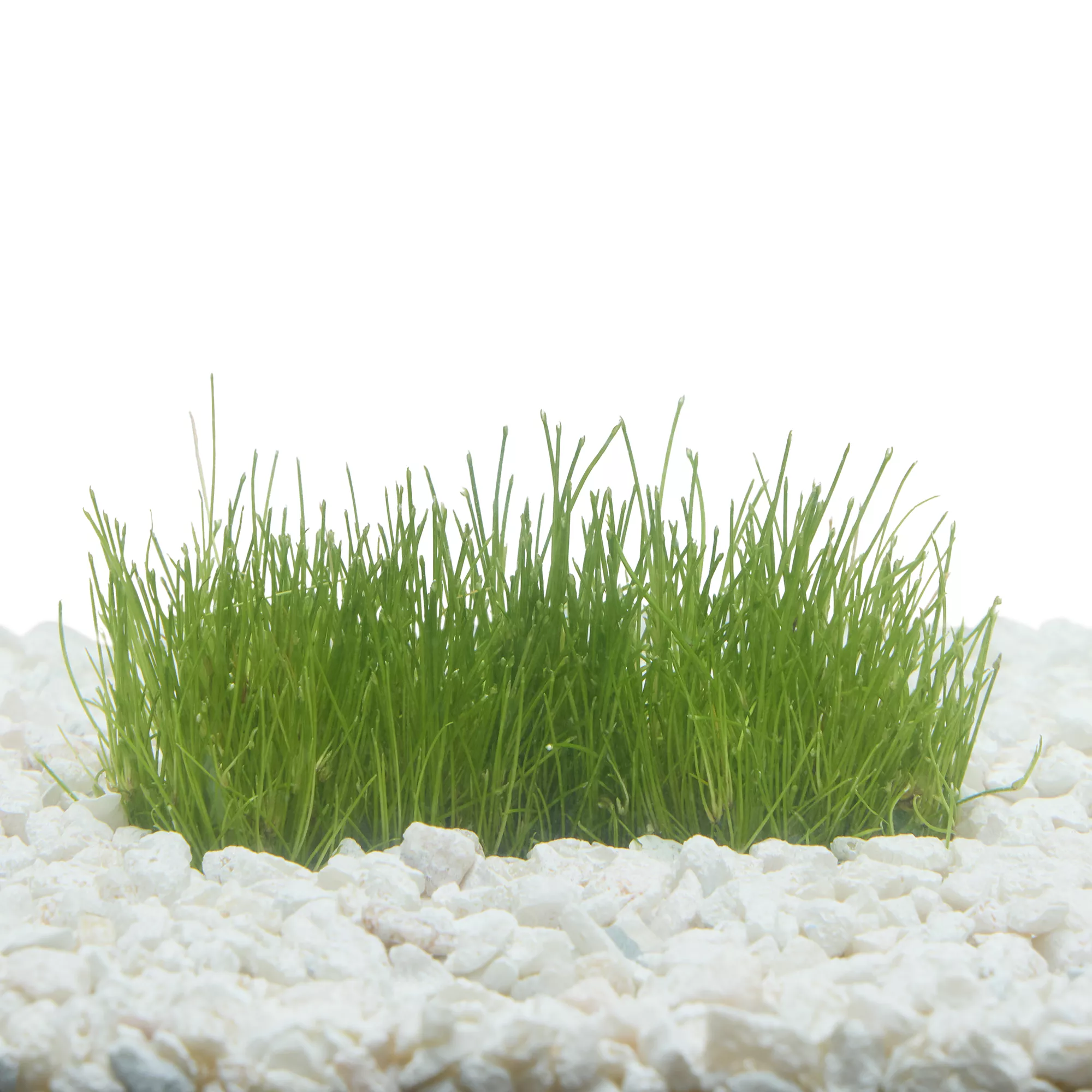 Top Fin® T.C. Dwarf Hairgrass Live Plant