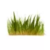 Top Fin® T.C. Dwarf Hairgrass Live Plant image thumbnail 2