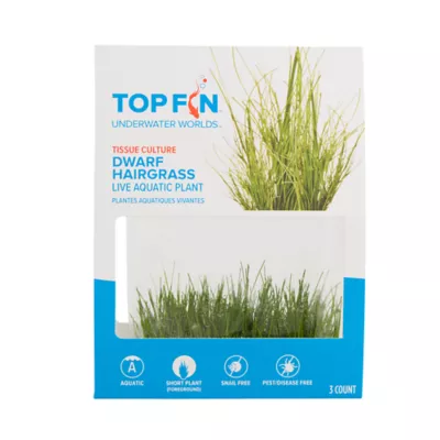 Product Top Fin® T.C. Dwarf Hairgrass Live Plant