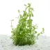 Top Fin® Bacopa Live Plant Tissue Culture image thumbnail 1