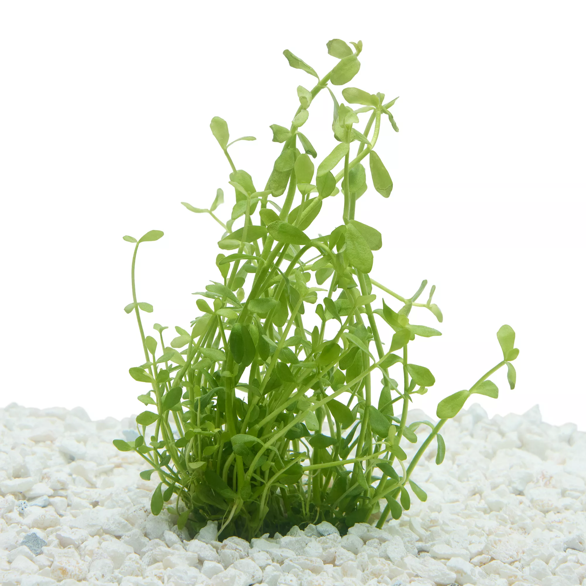 Top Fin® T.C. Bacopa Live Plant