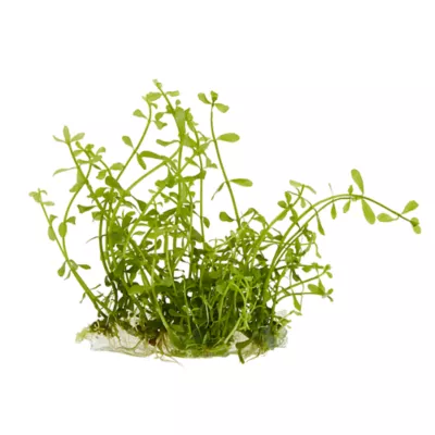 Top Fin® Bacopa Live Plant Tissue Culture - Image 2