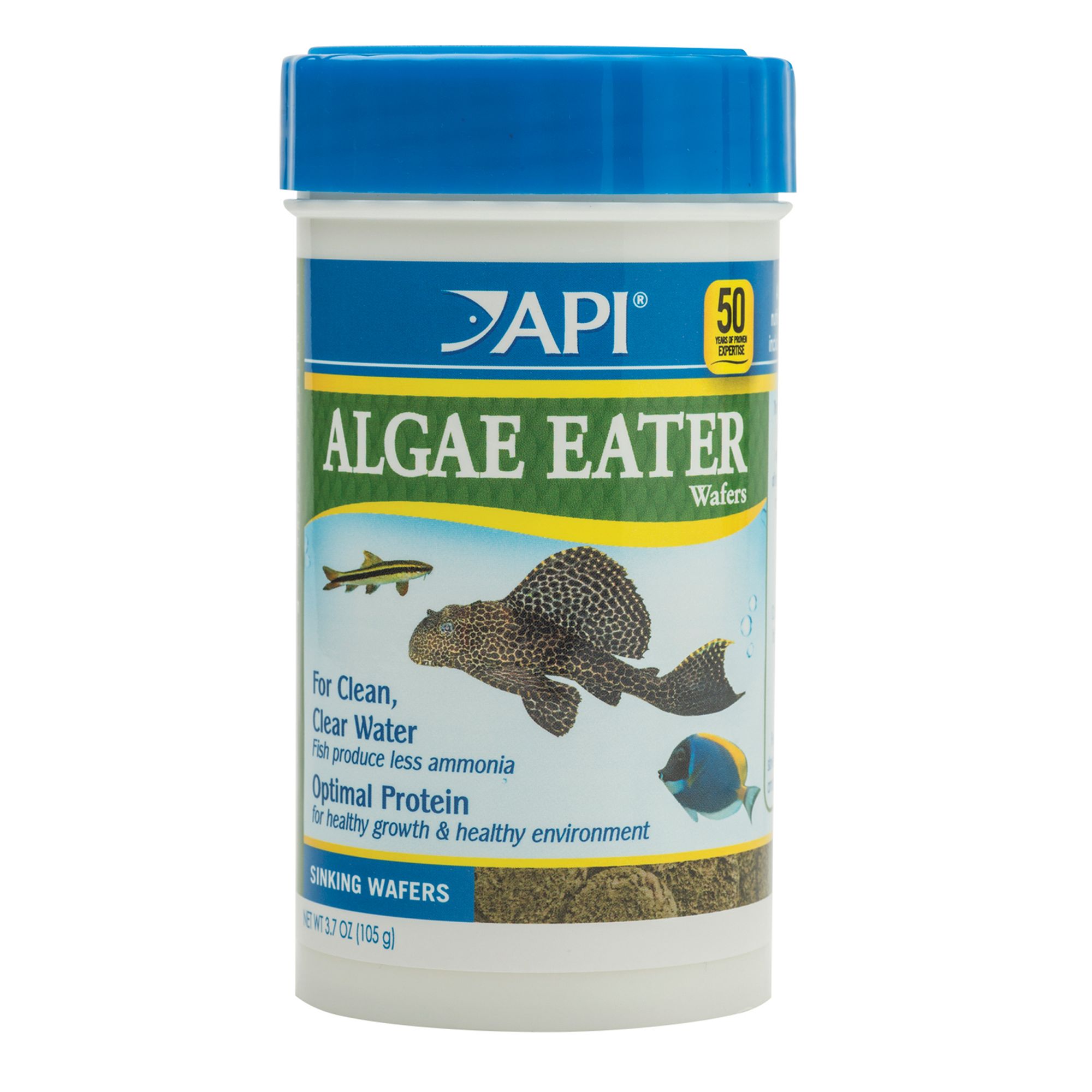 buy algae eater fish
