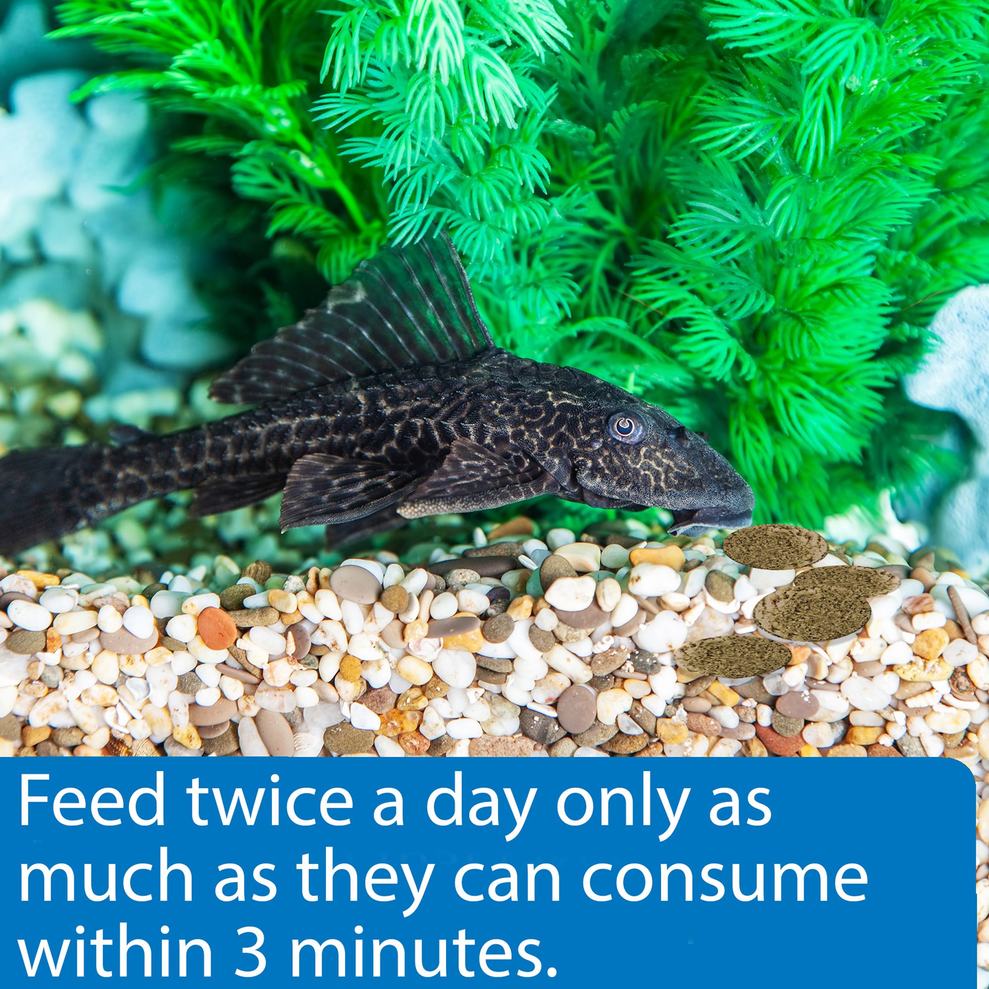 algae eater fish petsmart