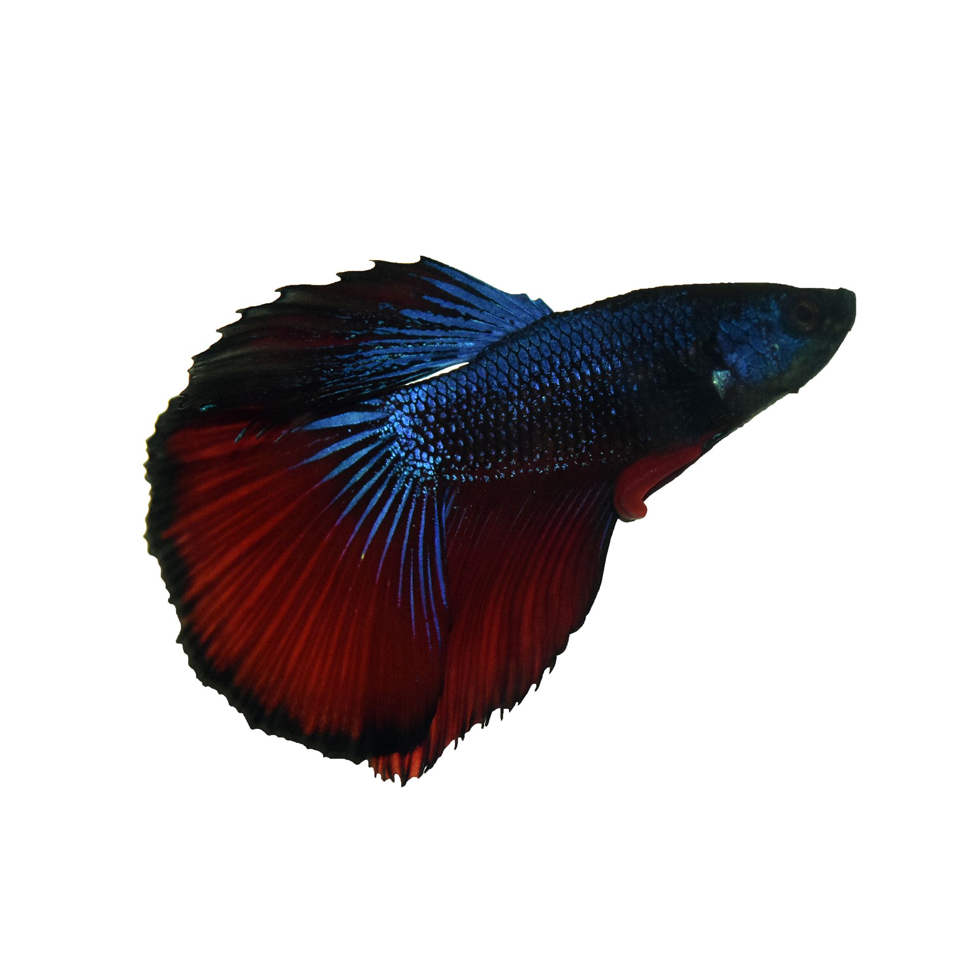 Half Moon Male Betta Fish fish Goldfish Betta More PetSmart