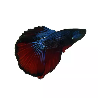 Half Moon Male Betta Fish