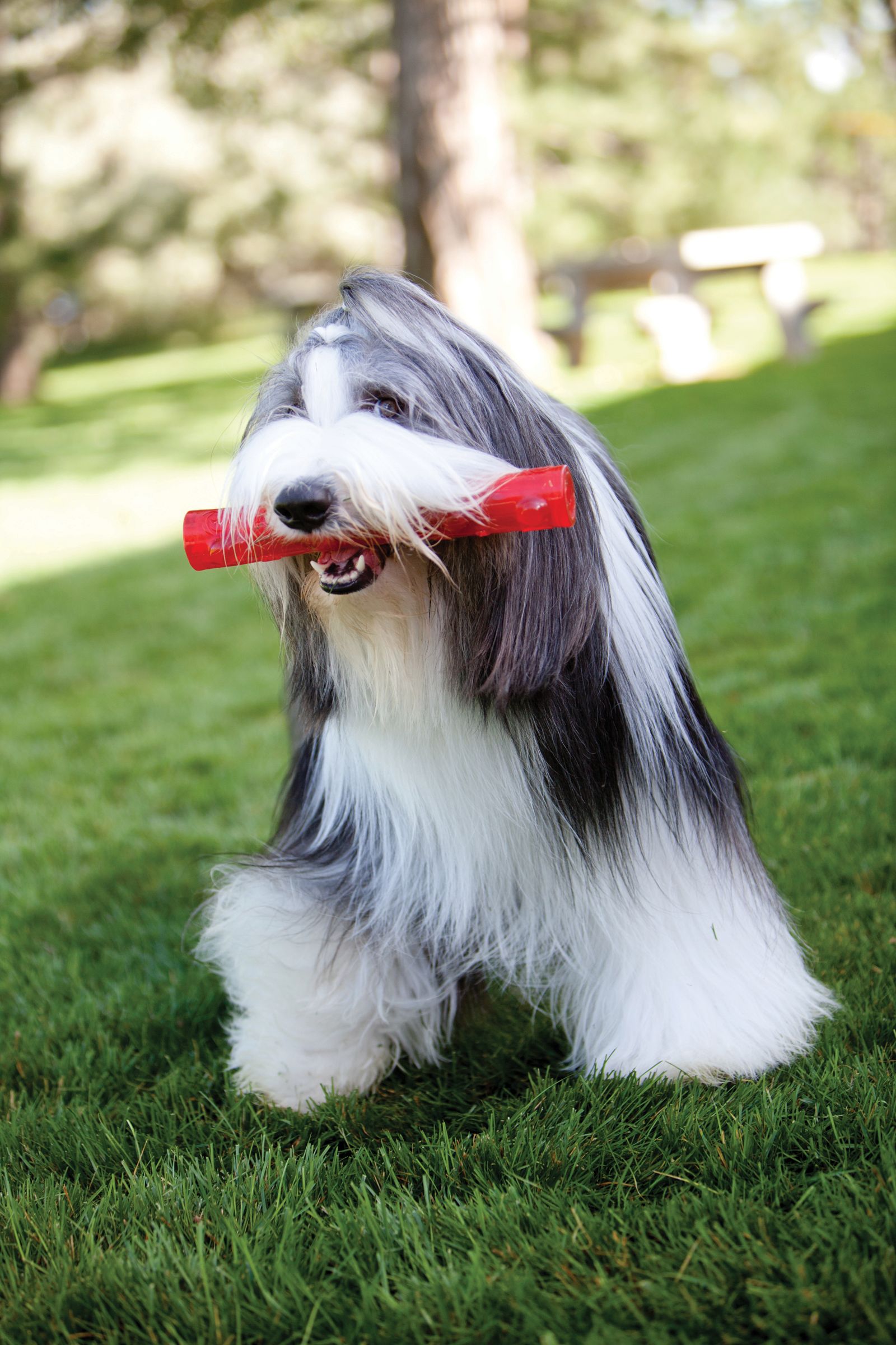 kong squeezz stick large