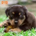 Nylabone® Puppy Ring Chew Dog Toy image thumbnail 2