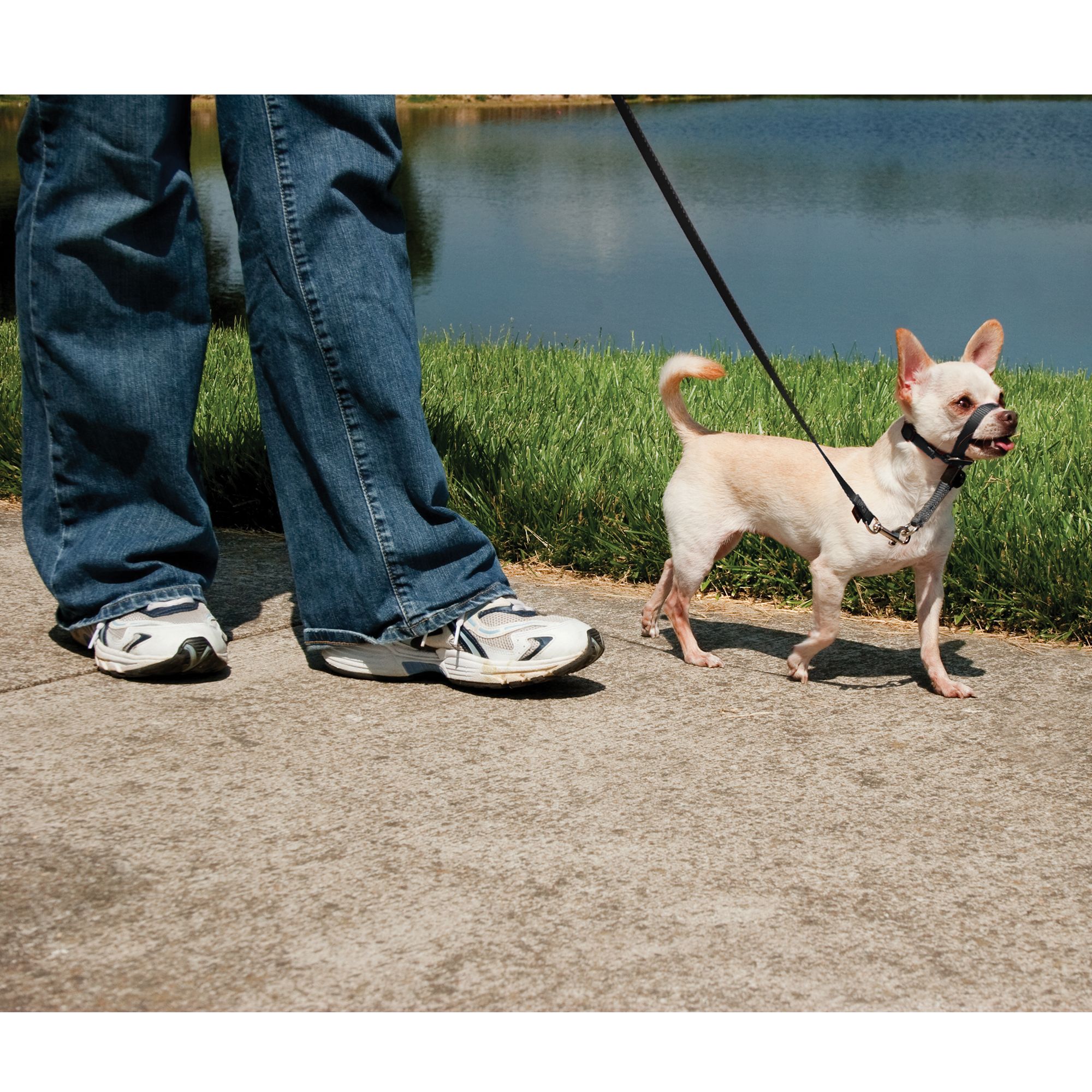 head collar petsmart