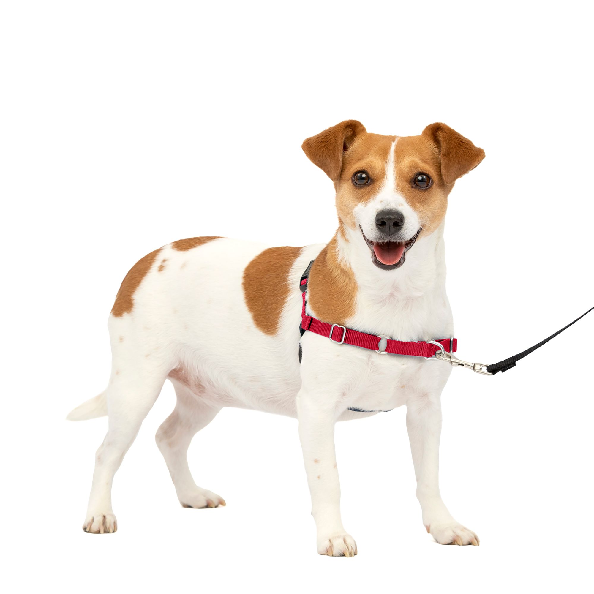 How to put outlet on petsafe harness