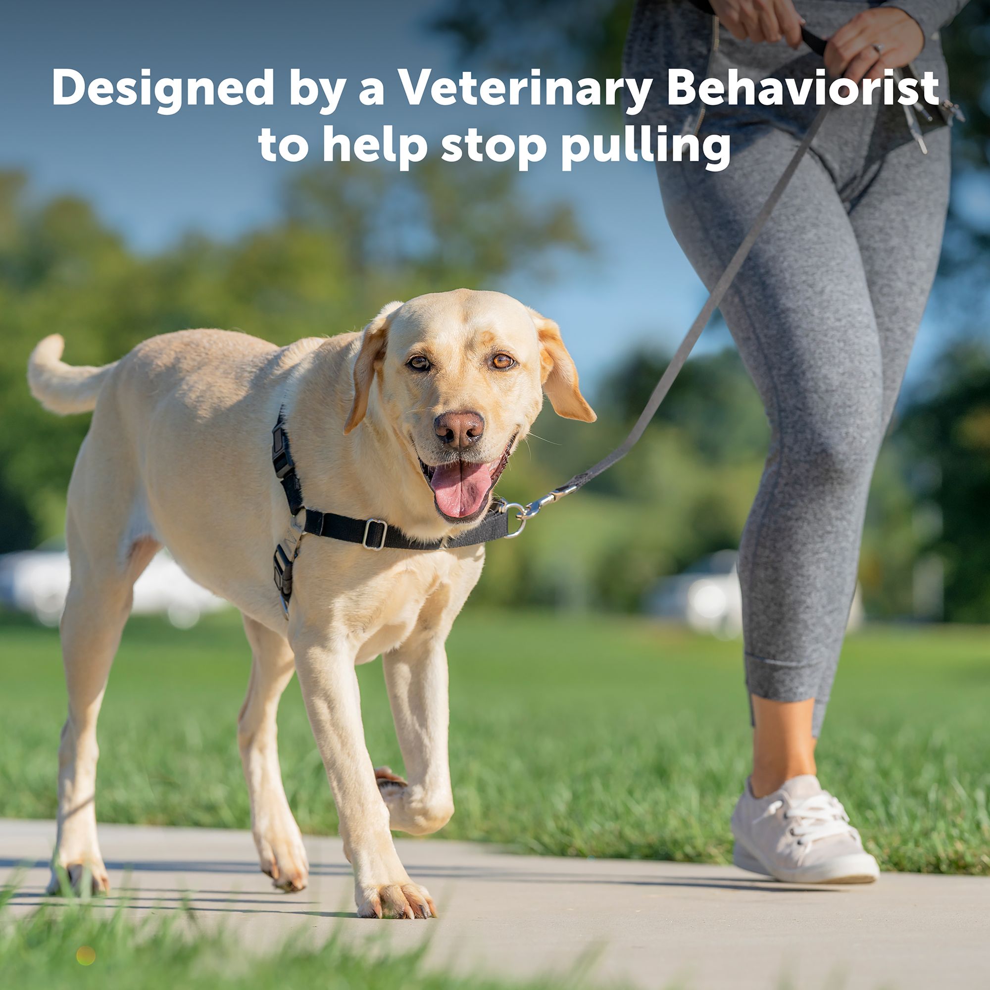 PetSafe® Easy Walk Dog Harness | dog 