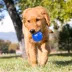 KONG® Squeezz® Ball Dog Toy - Squeaker (COLOR VARIES) image thumbnail 2