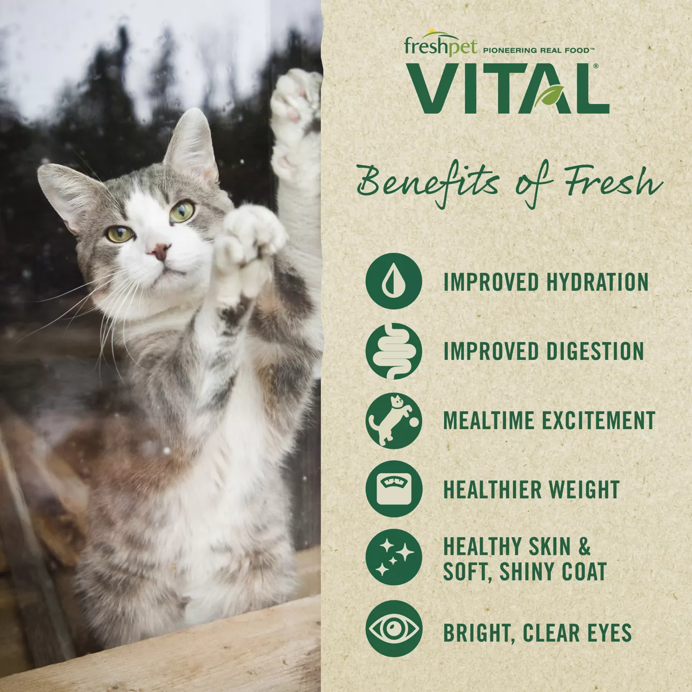 Freshpet Vital Cat Food Grain Free Chicken Ocean Whitefish