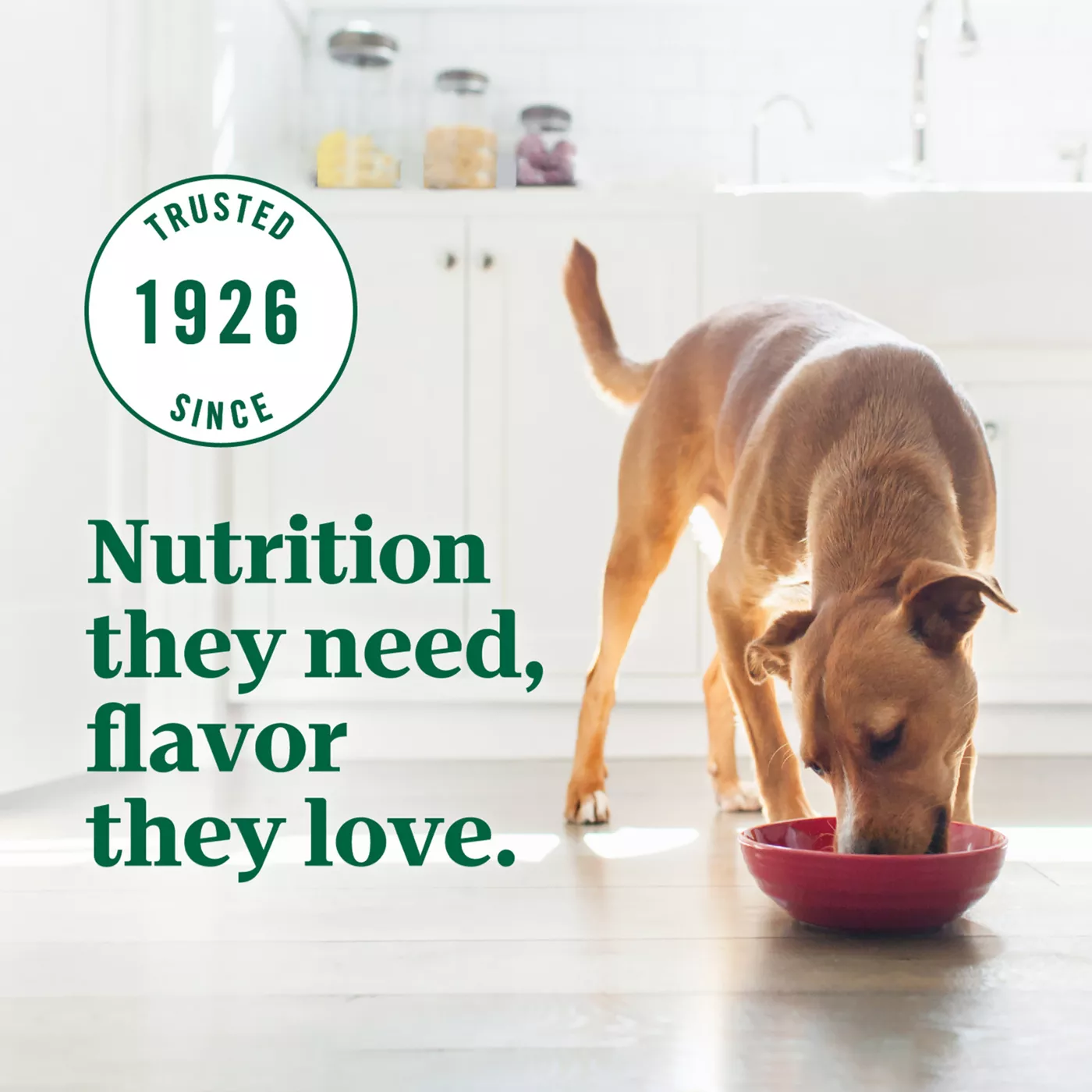 Dog food ultra nutro best sale