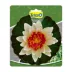 Tetra® Pond Decorative Water Lily image thumbnail 1