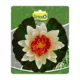 Product Tetra® Pond Decorative Water Lily