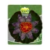 Tetra® Pond Decorative Water Lily image thumbnail 2