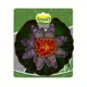 Product Tetra® Pond Decorative Water Lily