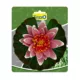 Product Tetra® Pond Decorative Water Lily